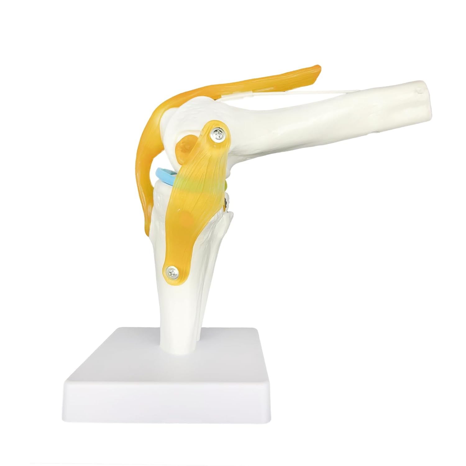 Anatomical model of a shoulder joint on a white background