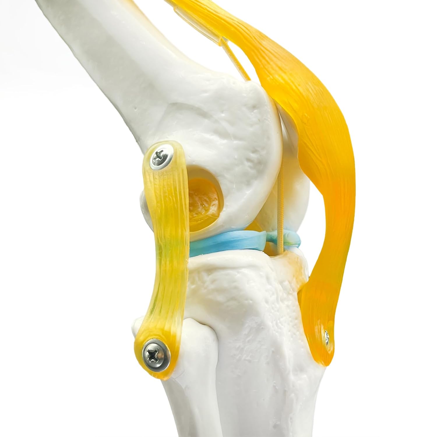 Anatomical model of a knee joint with labeled parts on a white background